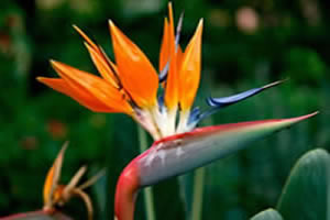 madeira_strelitzia_paradijsvogelbloem