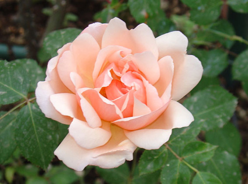 albertine-roos
