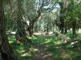 corfu_olyfbomen