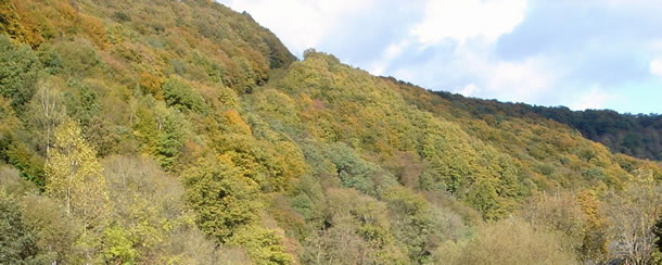 waldbreitbach_im_wiedtal