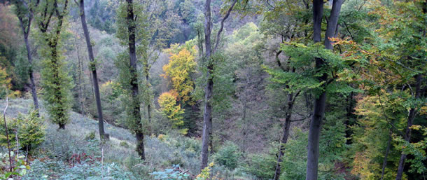 waldbreitbach_im_wiedtal