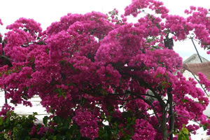 madeira_bougainvillea