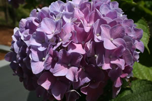 madeira_hortensia