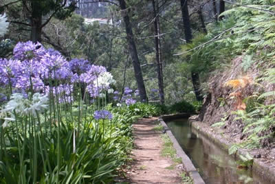 madeira_levada