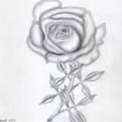 roos1