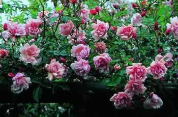 albertine_roos