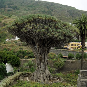 tenerife_drakenbloedboom