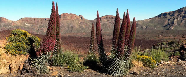 tenerife_taginastes