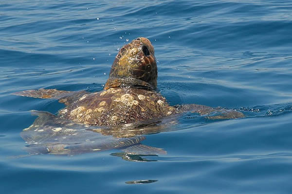 zakynthos_caretta_caretta